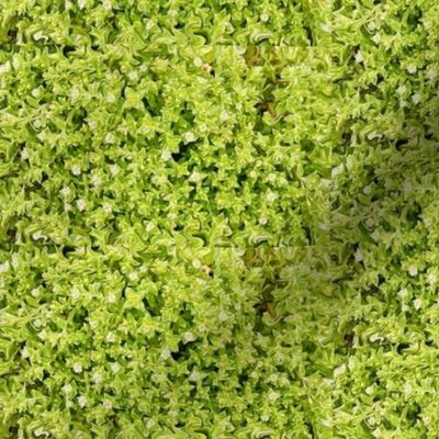 Sea Sandwort - beach greens