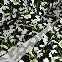 Galanthus Snowdrop Winter Floral