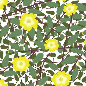 913283-buttercups-on-bush-hypericum-hidcote-fq-collection-white-by-victorialasher