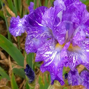 Presby Iris Gardens 