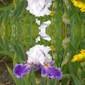 presby iris gardens