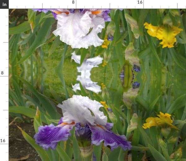 Gelb Lila Grun Weiss Iris Botanik New Jersey Spoonflower