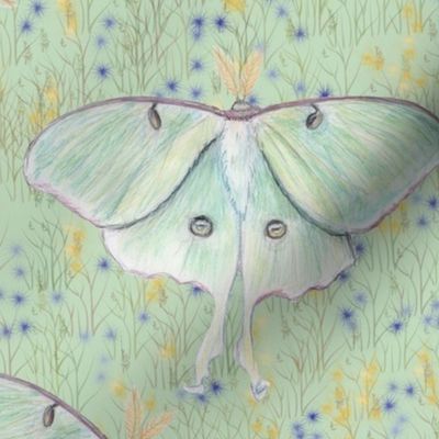 Luna moth in Wildflower Field