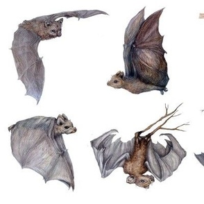Bats Everywhere Medium Size