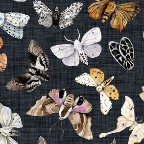 Butterflies and Moths // Navy Charcoal Linen