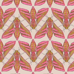 Pink Elephant Hawk Moths