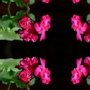 Pink Geranium