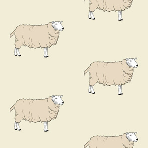 Sheep Full Body