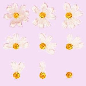 Baby Pink Daisies | Shabby Chic Golden Flower Pattern