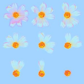French Blue Shabby Chic Real Daisy Flowers Pattern