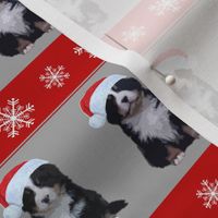 Christmas Bernese Mountain Dog