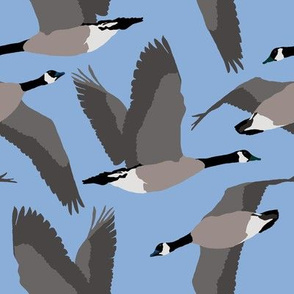 Canada Geese Flying in Blue