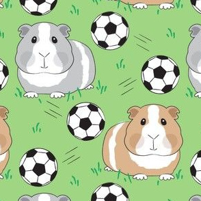 large guinea pigs and soccer balls