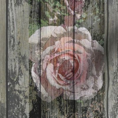 Rose on a Fence