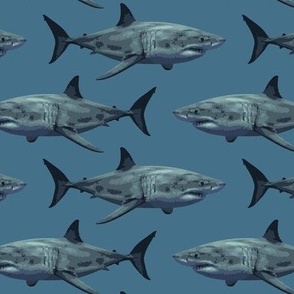 great white shark blue-gray