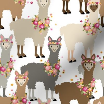 alpacas on parade