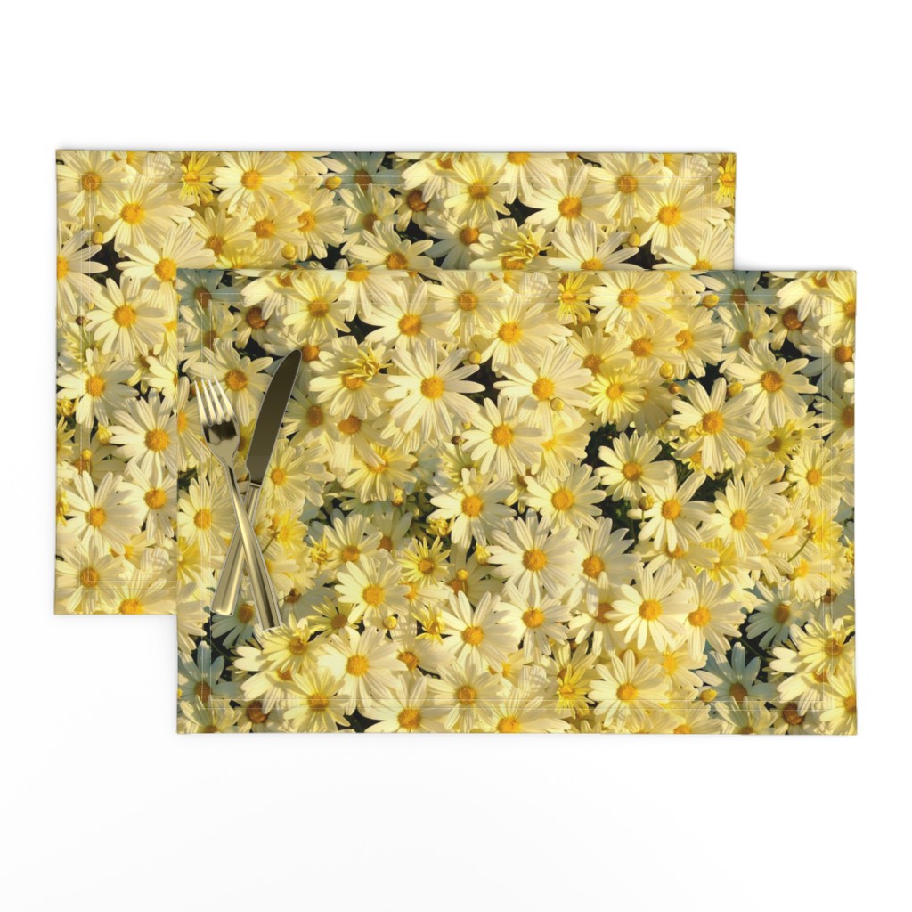 Daisies Forever - buttercup yellow 