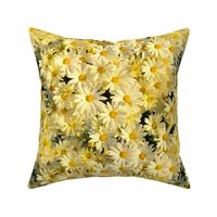 Daisies Forever - buttercup yellow 