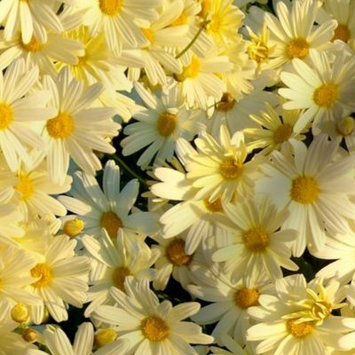 Daisies Forever - buttercup yellow 