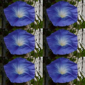 MorningGlory2basic