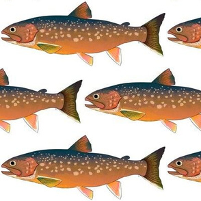 Arctic Char