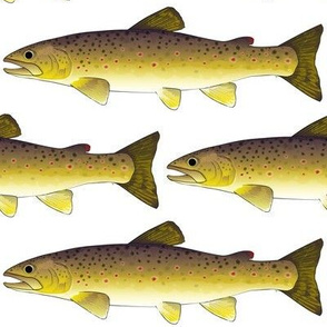 Brown Trout