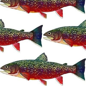 Brook Trout 