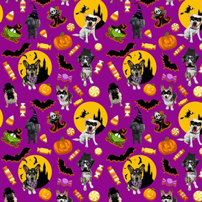 Halloween Dogs_Purple/Orange Large