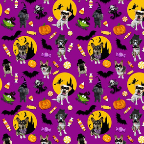 Halloween Dog_Purple Large
