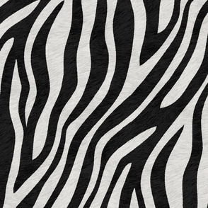 Zebra in Grey Black