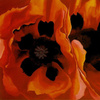 91891-poppies-by-doodlenoodle