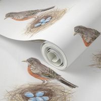 Bird Robin's Nest