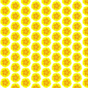 Funky Flowers Little Yellow Wattle Flower
