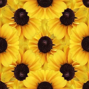 Sunflowers Full Yellow