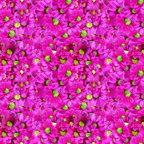 Flowers Fuchsia and Lime Full