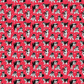 Husky puppies and snowflakes on red 4x4