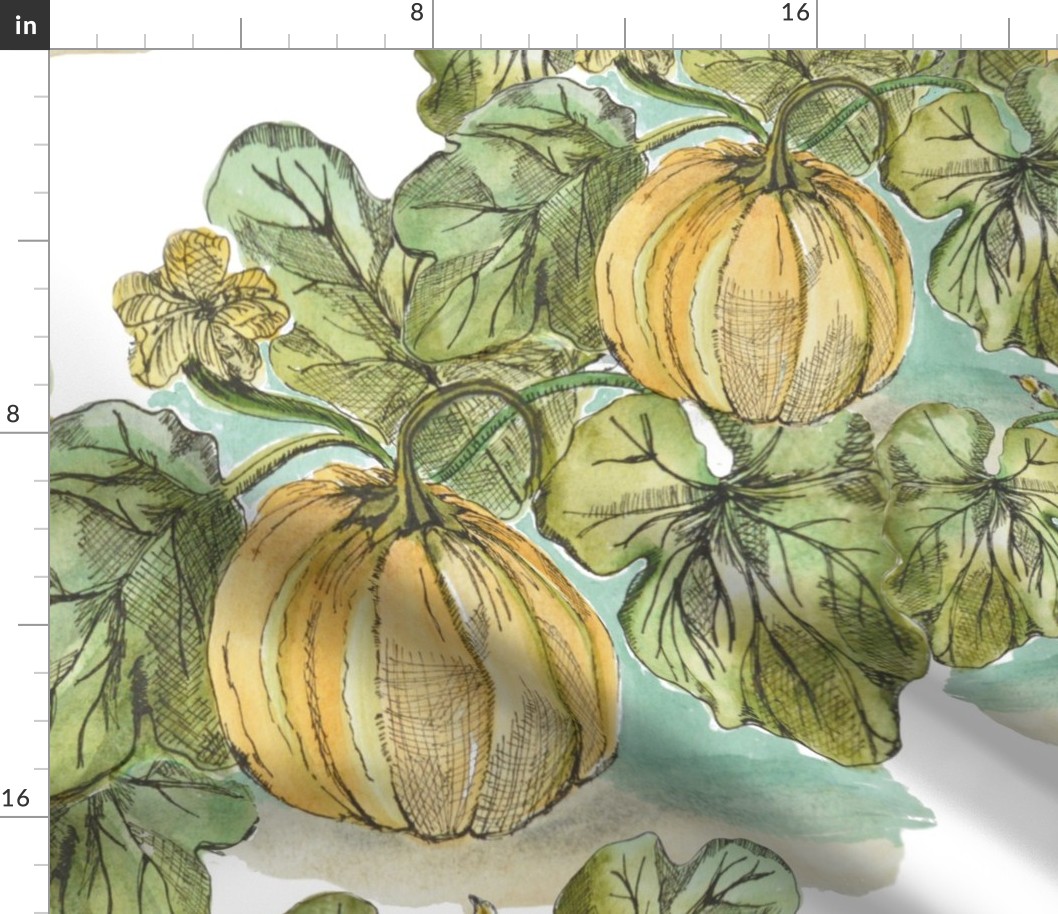 Antique Botanical Pumpkin Patch Sketch