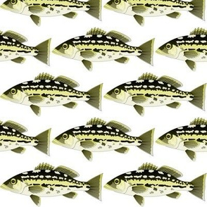 Calico Kelp Bass