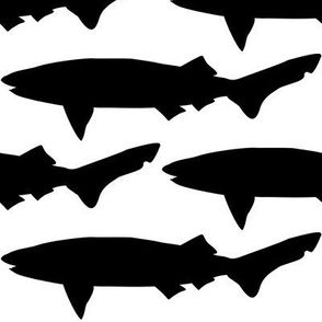 Sixgill Shark shadow