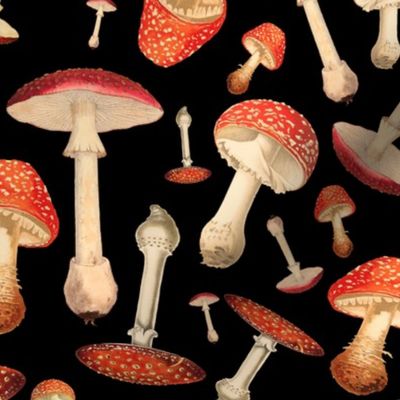 Fly Agaric Pattern On Black Background