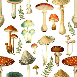 Toadstools, White Background