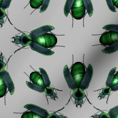 Malachite Beetles