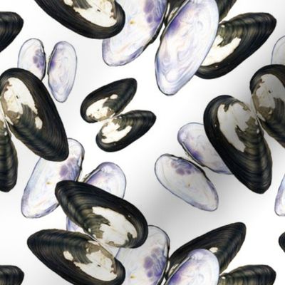 Thick Shelled River Mussels (Unio Crassus) on White Background
