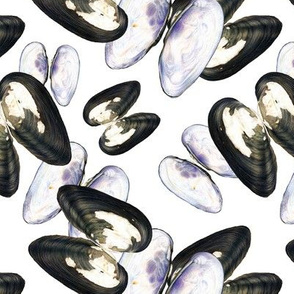 Thick Shelled River Mussels (Unio Crassus) on White Background