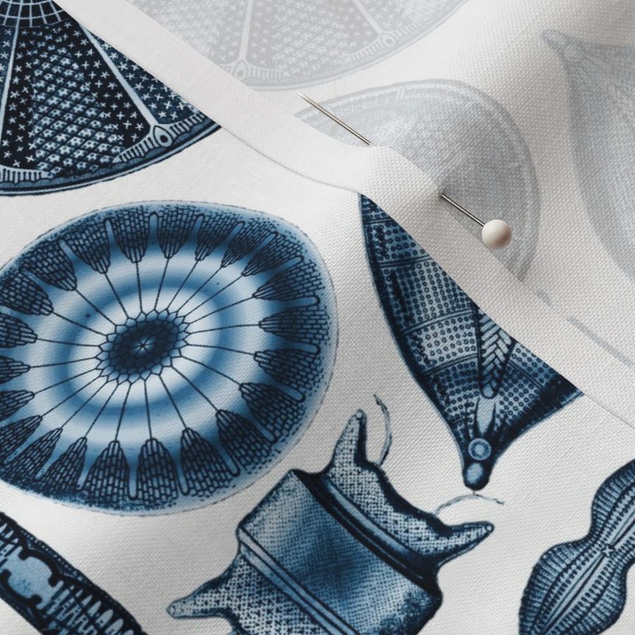 Ernst Haeckel Diatomea Diatoms in Blue