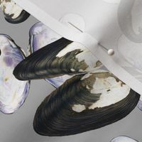 Thick Shelled River Mussels (Unio Crassus) on Gray Background