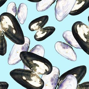 Thick Shelled River Mussels (Unio Crassus) on Blue Background