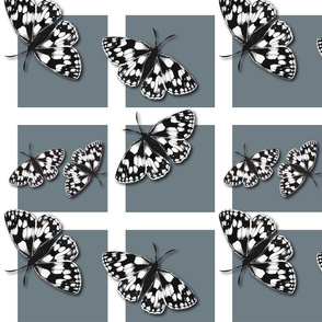 butterflies gray1