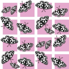 butterflies onPink1