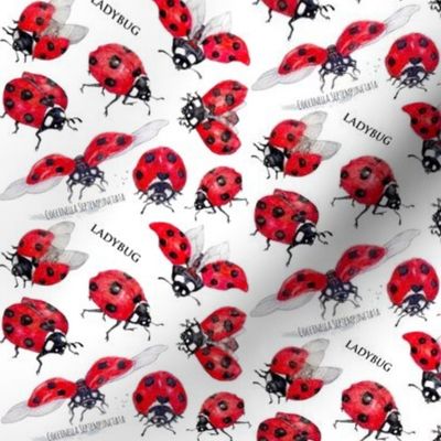 Ladybugs Examined